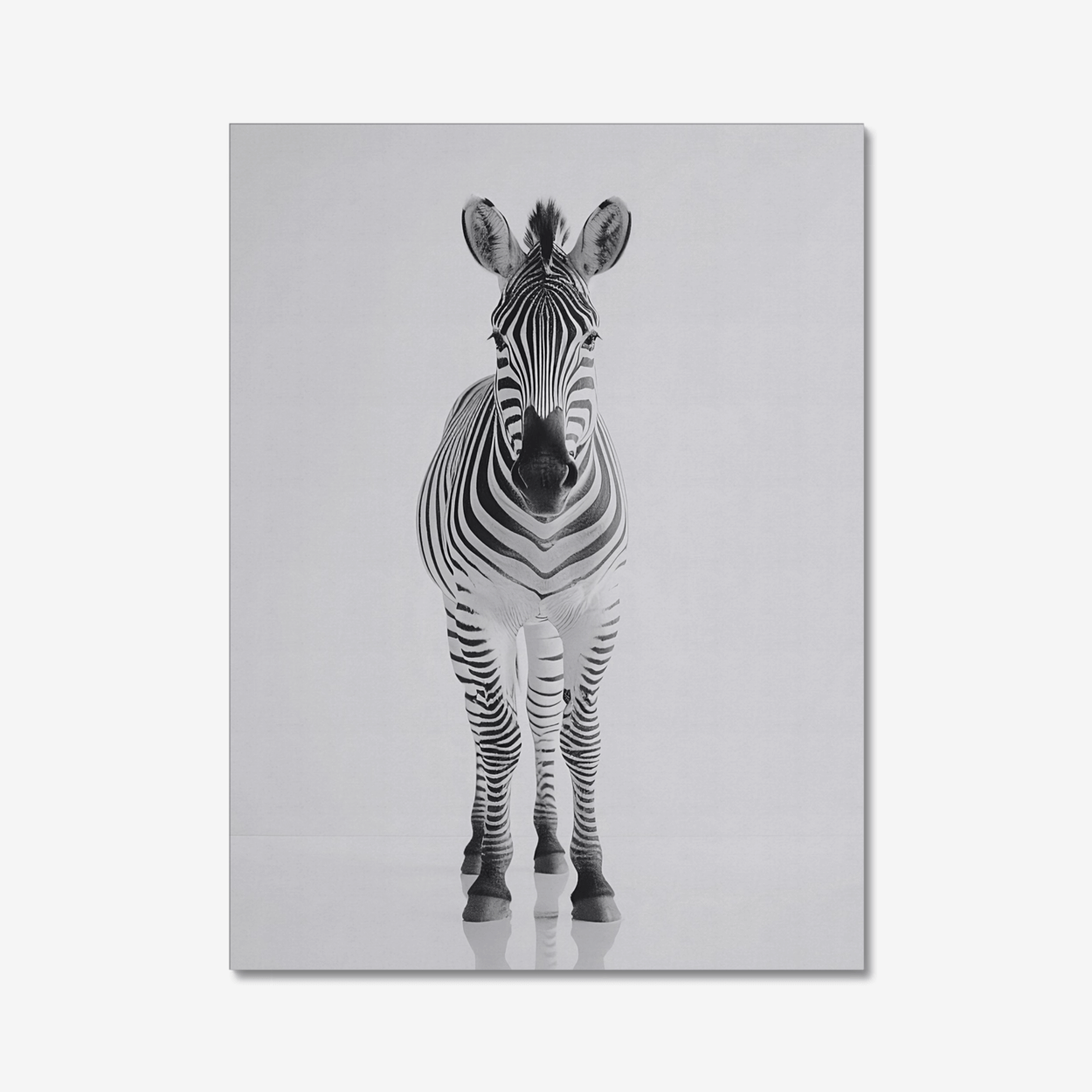 Zebra Black and white