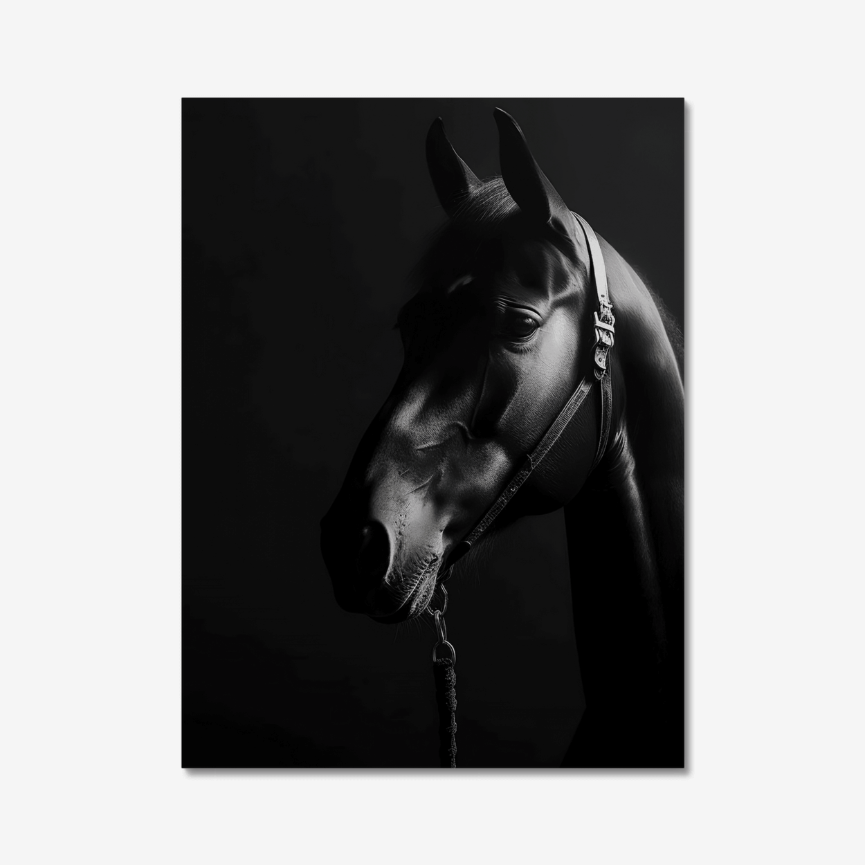 Horse In Dark